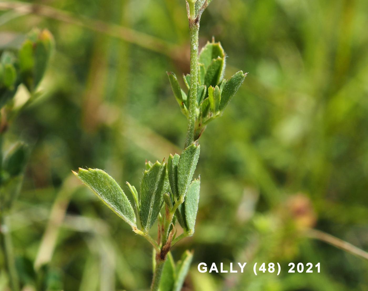 Medick, Sickle leaf